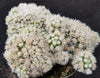 Mammillaria gracilis fragilis monstrose