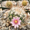 Mammillaria moelleriana