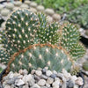 Opuntia parryi serpentina cristata