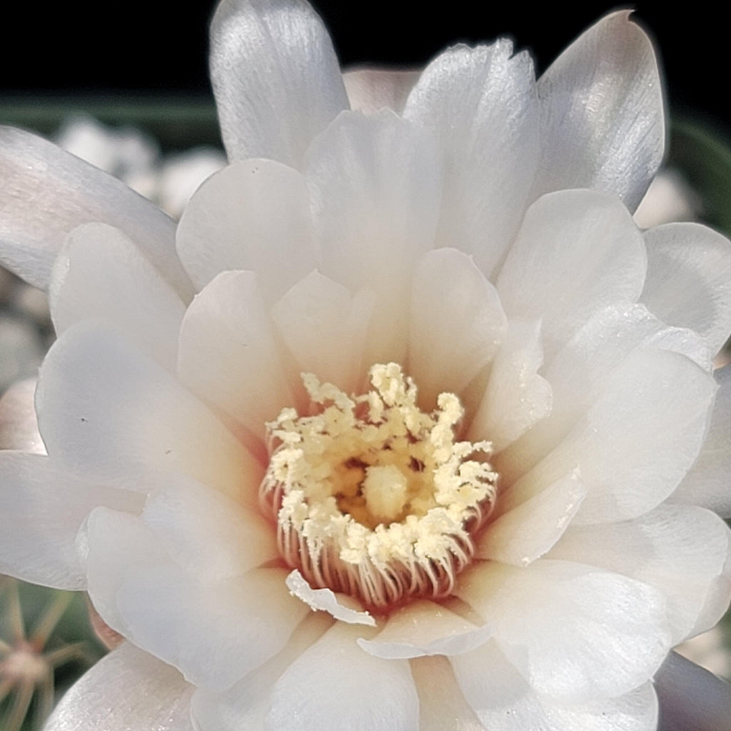 Gymnocalycium amerhauseri