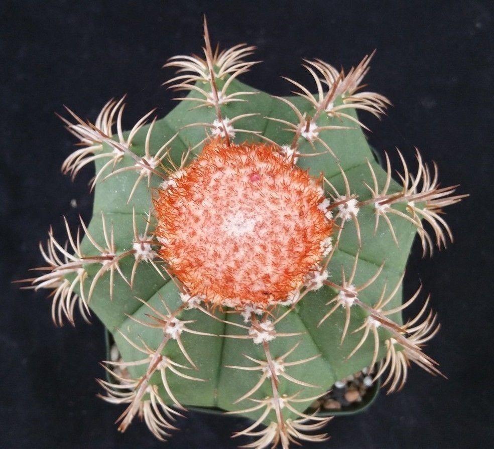 Melocactus matanzanus no cephalium