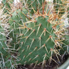 Opuntia rhodantha pad cutting