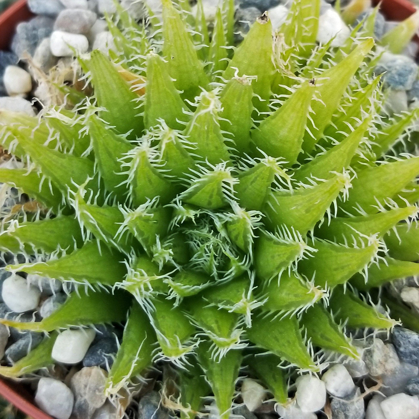 spiky dark green succulent Shop For Haworthia Aracnoidea Xiphiophylla Online