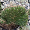 Opuntia cylindrica cristata emerald idol