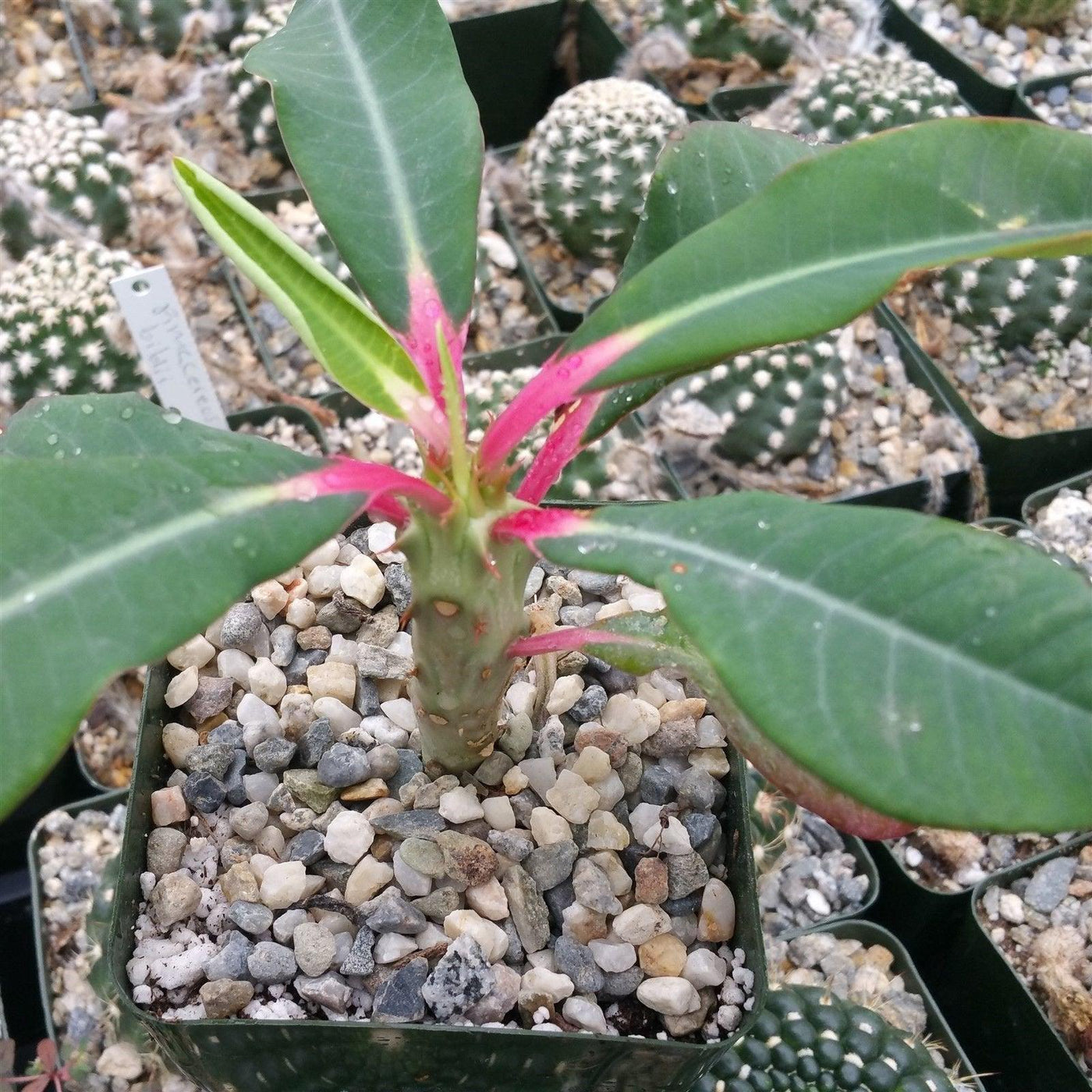 Euphorbia viguieri ankarafantsiensis
