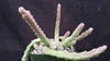 Stapelia orbea variegata star fish plant