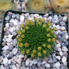 Euphorbia susannae