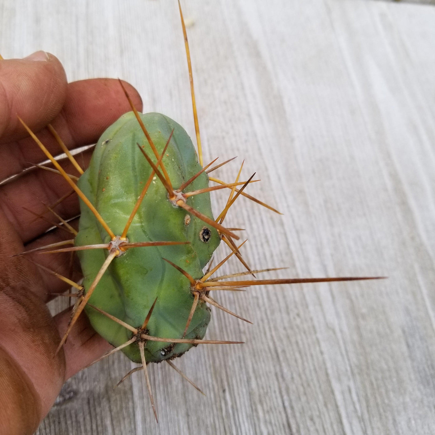 Unrooted Cutting Trichocereus bridgesii Monstrose Penis Cactus