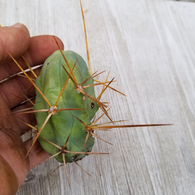 Unrooted Cutting Trichocereus bridgesii Monstrose Penis Cactus