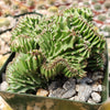 Euphorbia ammak crest