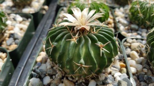 Echinofossulocactus tricuspidatus