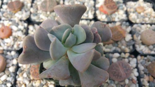 cubic frost succulent propagation Echeveria Cubic Frost | Rosette-Forming Plant