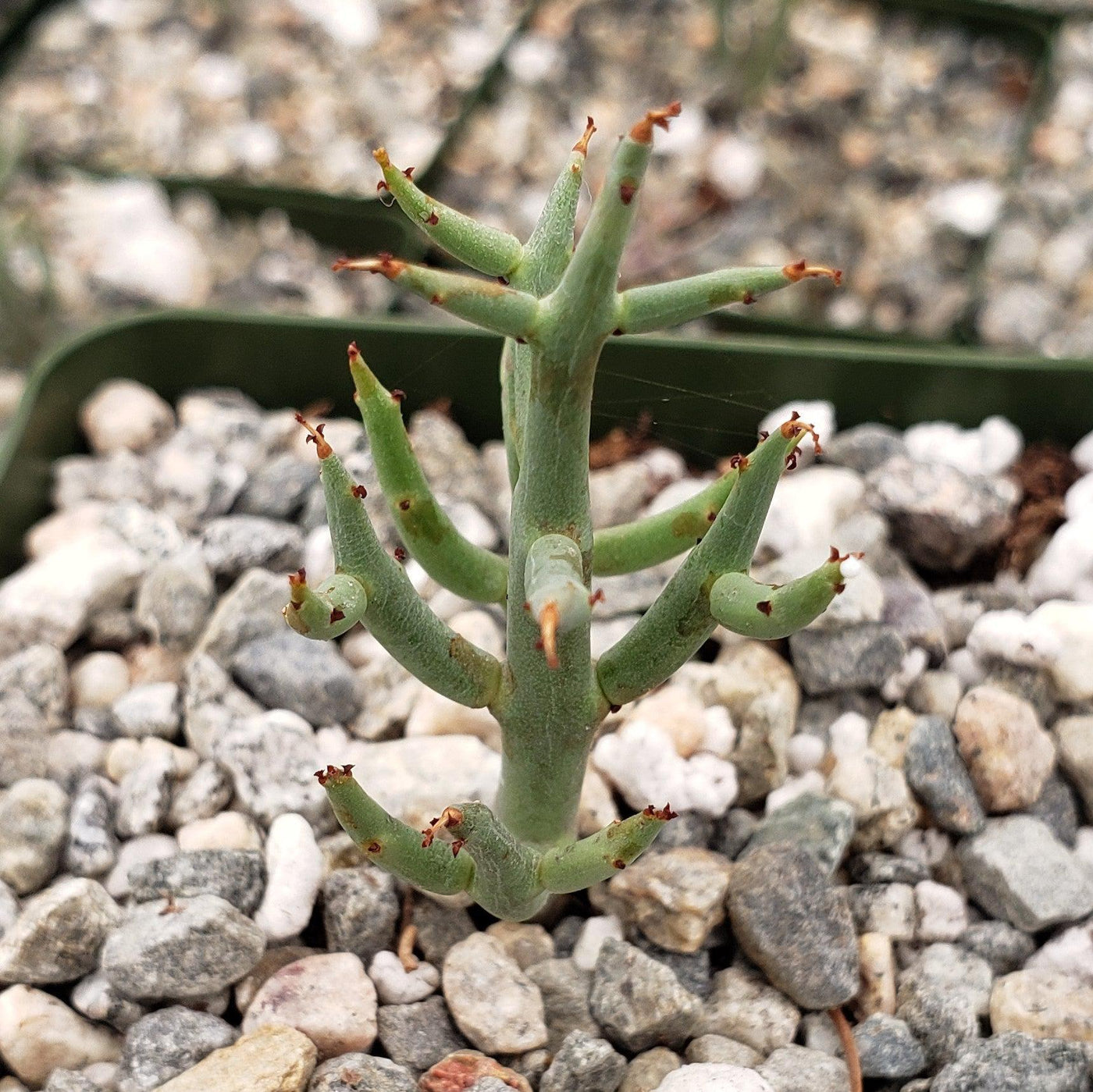 succulent with arms Euphorbia spinea – Planet Desert
