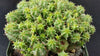 Euphorbia monstrose