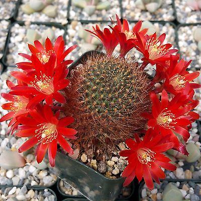 Rebutia fulviseta