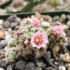 Mammillaria giselae