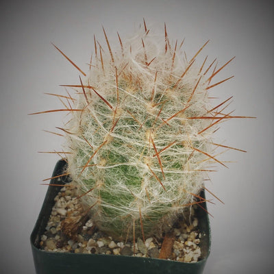 Old Man of the Mountain Cactus ‘Oreocereus trollii’