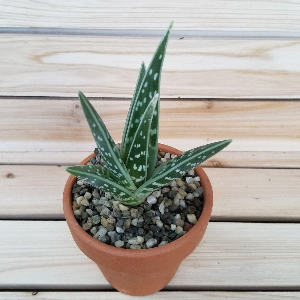 DIY Succulent terracotta 3.5" pot kit