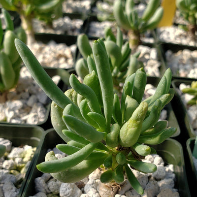 Othonna clavifolia