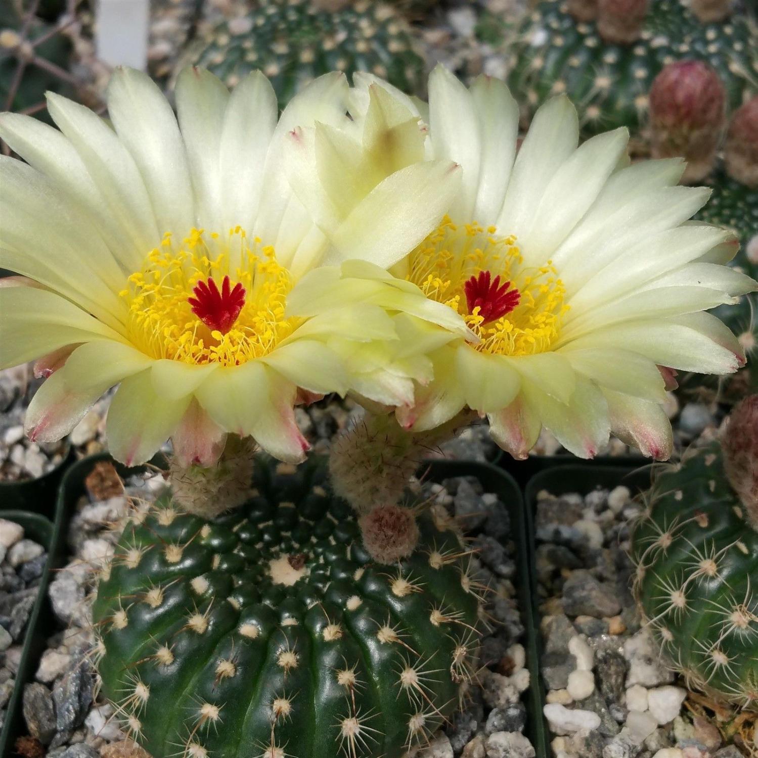 Notocactus concinnus