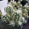 Echinocereus sanpedroensis