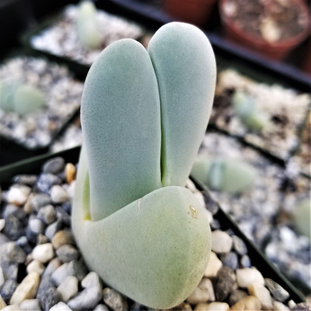 Cheiridopsis pillansii