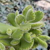 Cotyledon Ladismithiensis