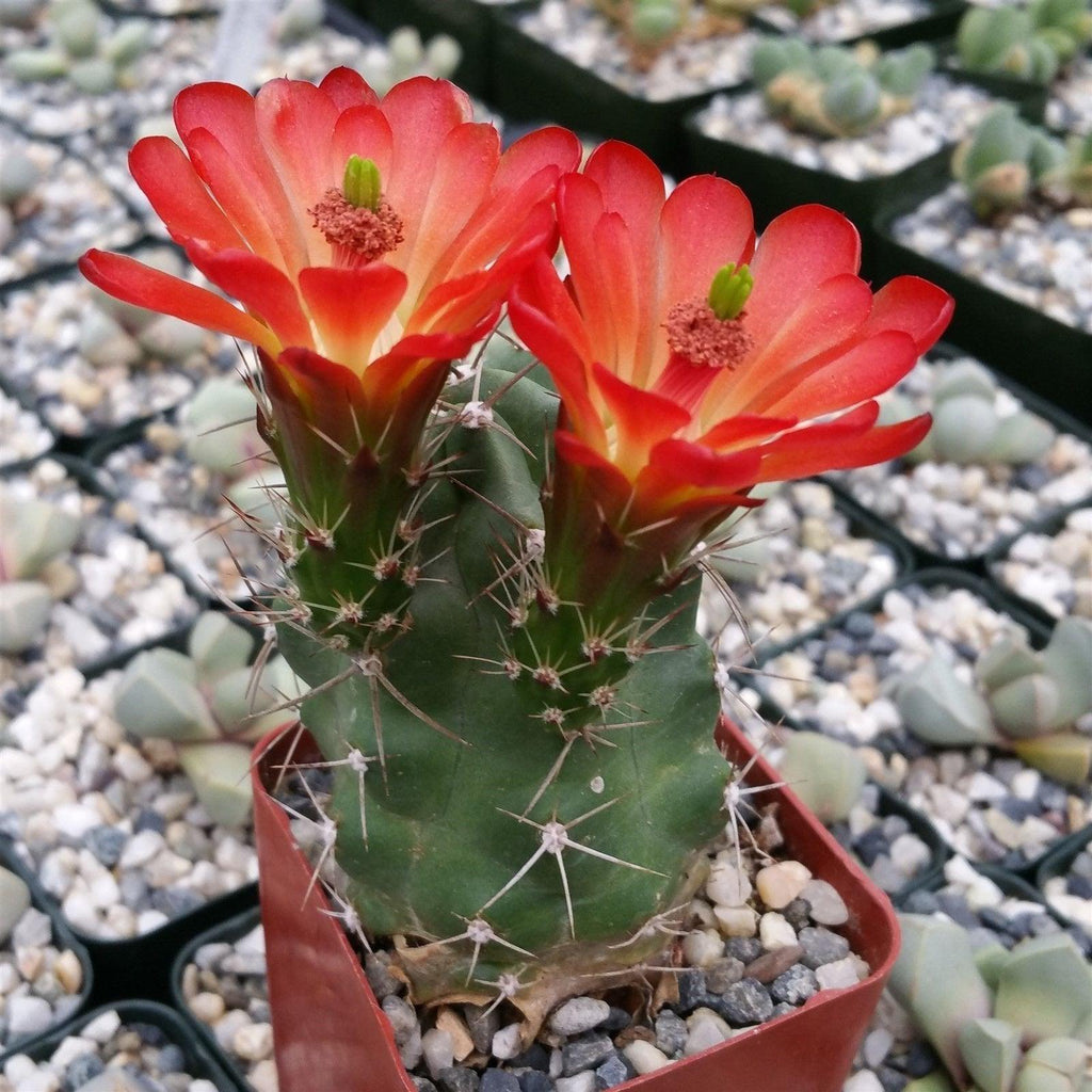 Claret cup Cactus ‘Echinocereus triglochidiatus’