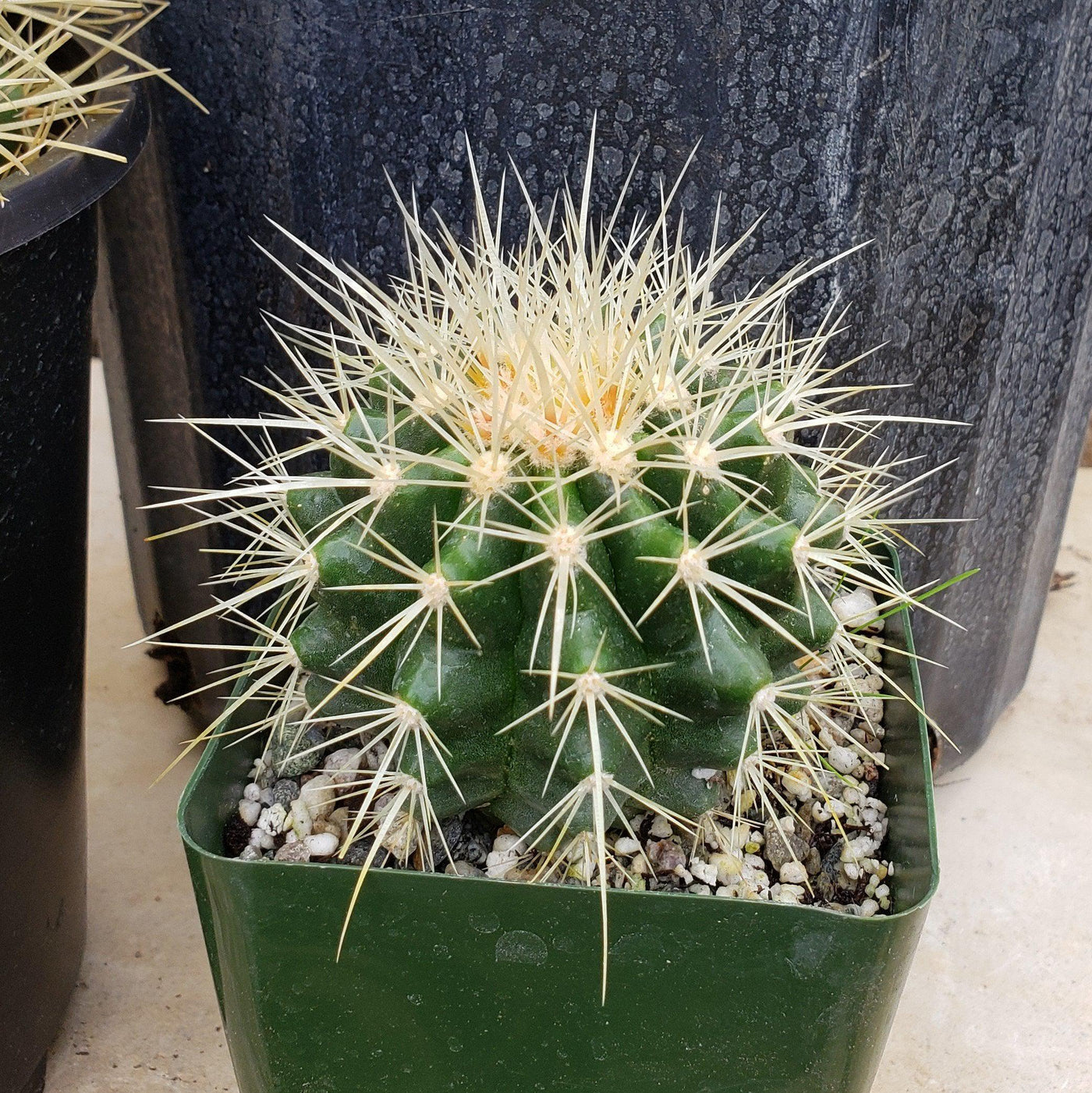 Golden Barrel Cactus - Echinocactus grusonii -3