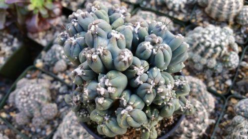 succulents box cereus ming thing cereus forbesii monstrose Cereus forbesii monstrose 'Ming Thing' 10 Gal