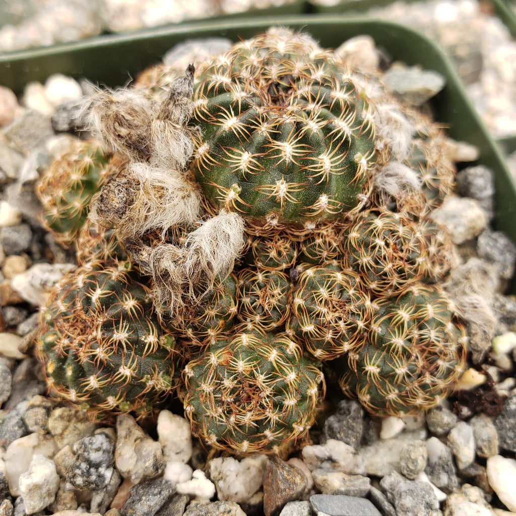 lobivia distefanoiana
