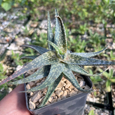 Aloe pictifolia