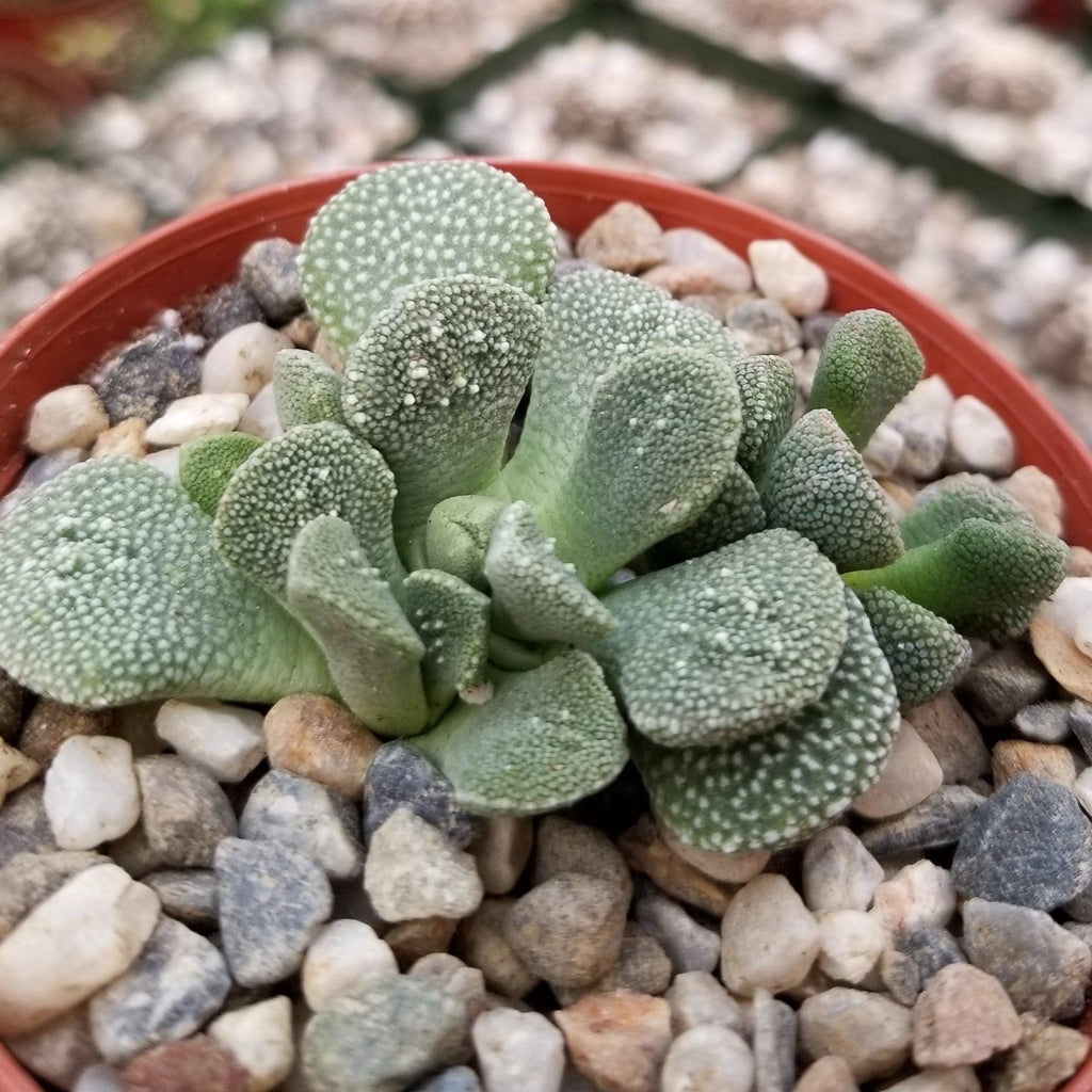 Aloinopsis villetii