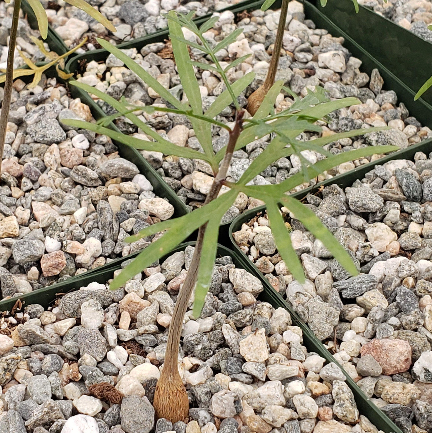 Bursera microphylla Elephant Tree – Planet Desert