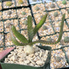 Jellyfish Head - Euphorbia stellata