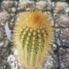 Austrocephalocereus estevesii