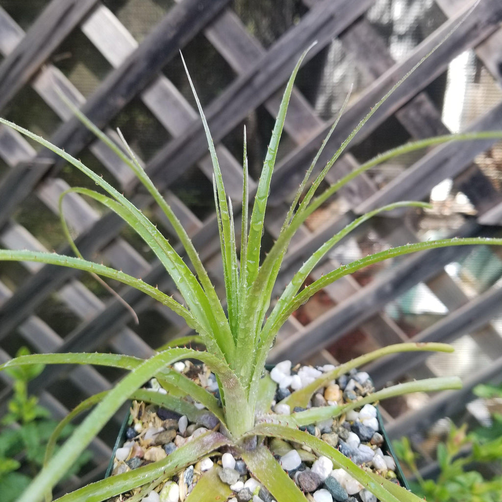 Puya mirabilis
