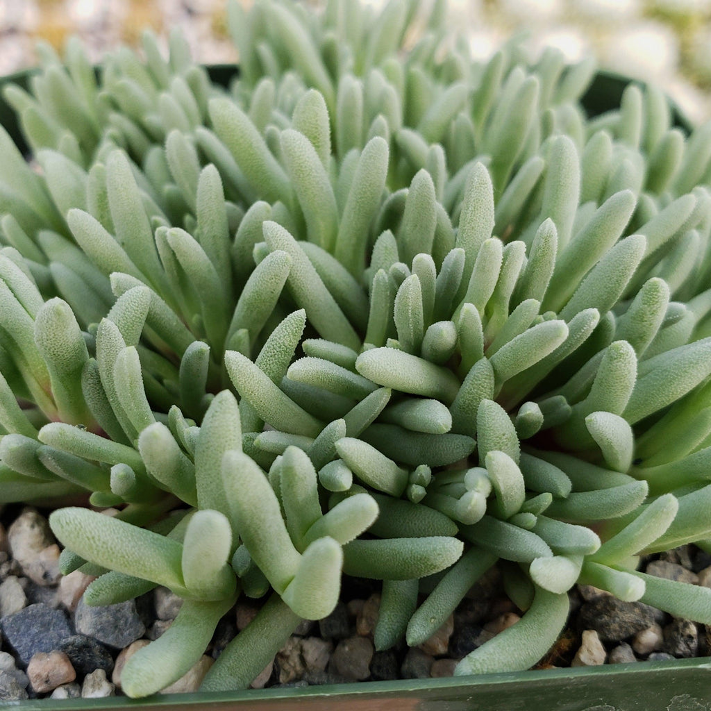Delosperma sphalmanthoides