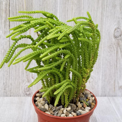 watch chain plant indoors Shop Watch Chain Succulent 'Crassula lycopodioides' Care & Info