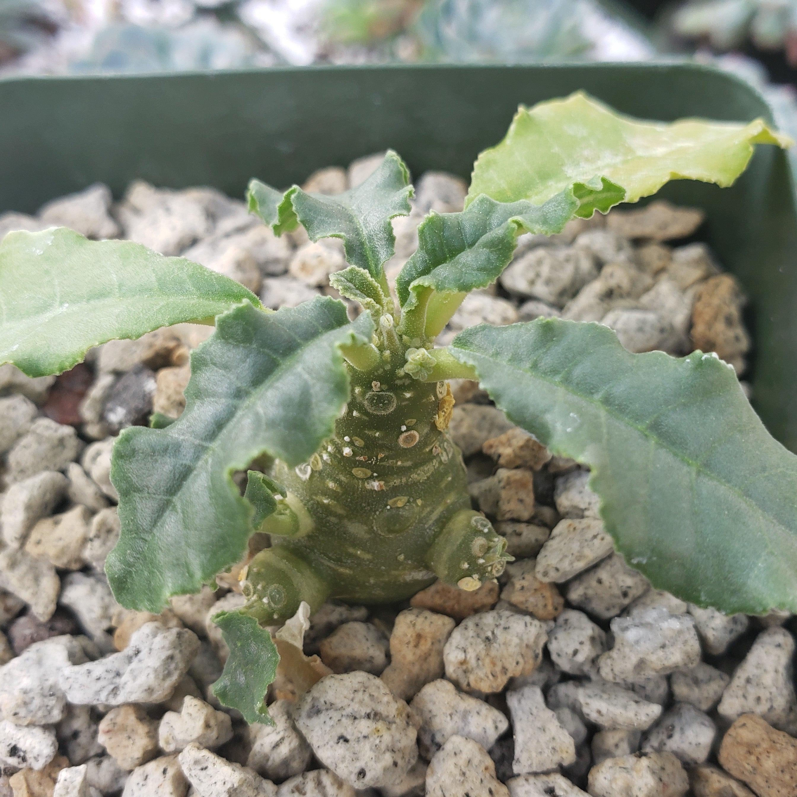 Dorstenia mait escarpment