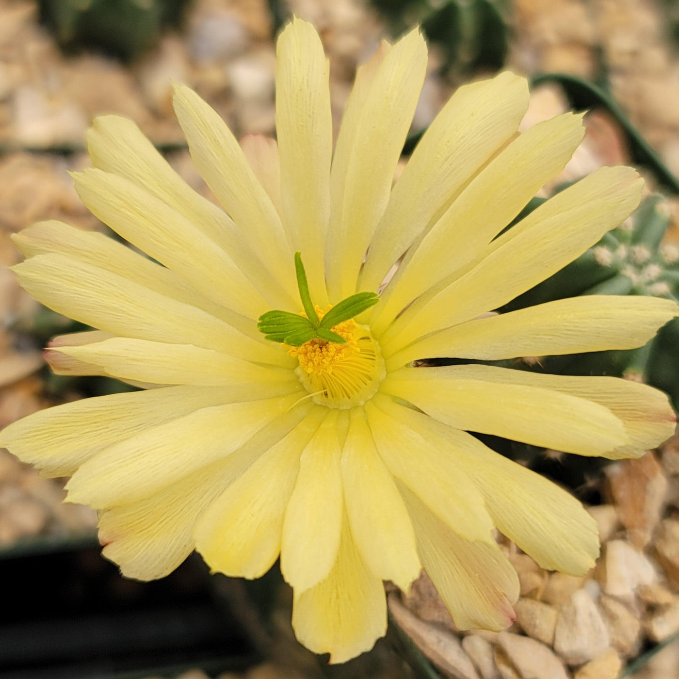 Echinocereus subinermis