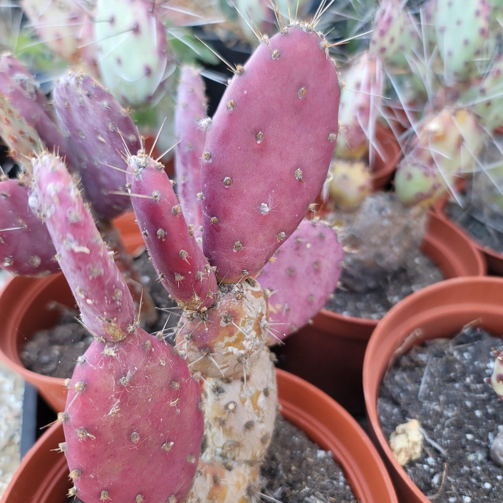 Opuntia Santa "Baby" Rita pad cutting