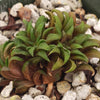 Haworthia parksiana