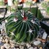 Echinofossulocactus crispatus