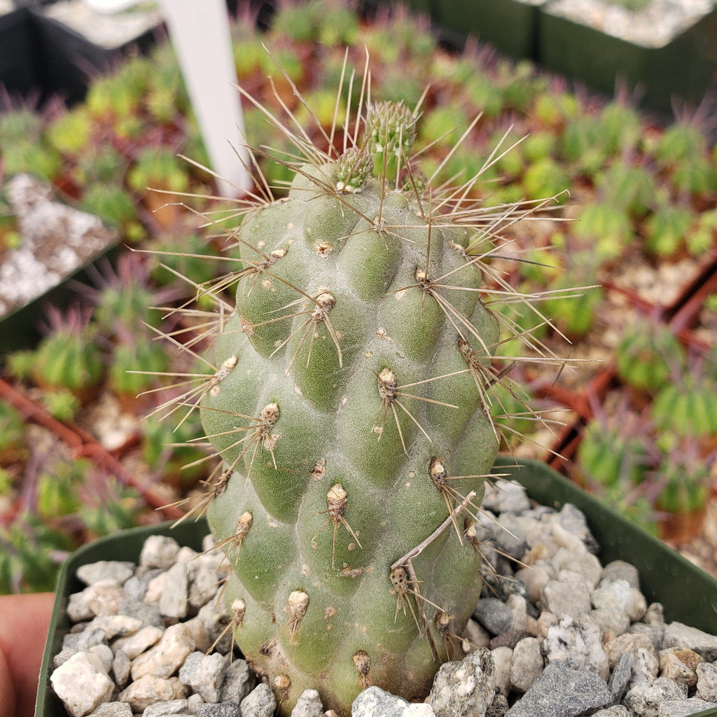 Opuntia fulgida boxing glove cactus