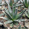 Agave Victoriae Reginae ‘Queen Victoria Agave’