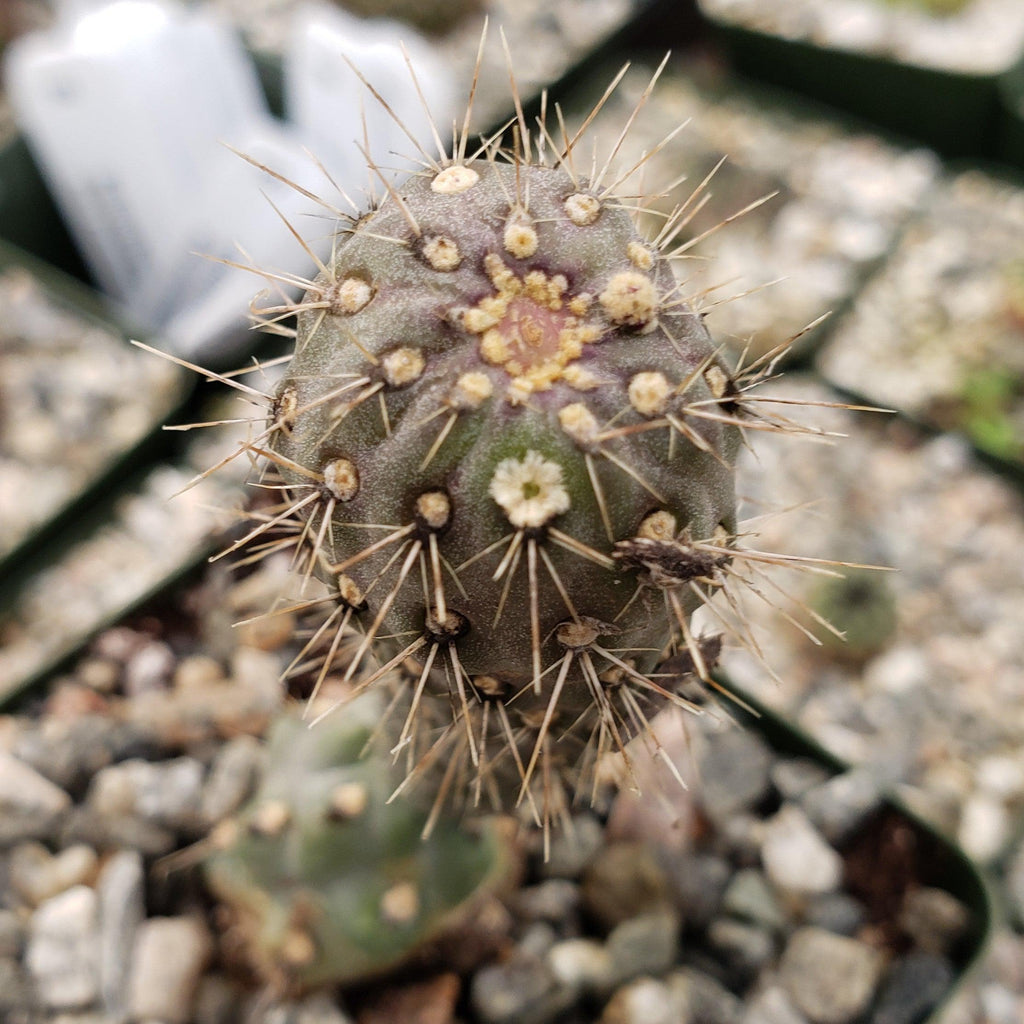 Opuntia fulgida boxing glove cactus