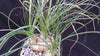 Albuca sp augrabies hills