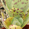 Kalanchoe marmorata