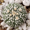 Astrophytum asterias Superkabuto